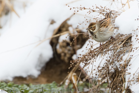 Ihr Rückzug in die Brutgebiete beginnt, wenn dort noch Schnee liegen kann (Bild: Markus Glässel)