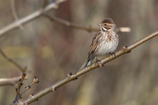 Rohrammer-Weibchen im zeitigen Frühjahr (Bild: Gunter Zieger)