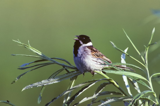 Hier ist ein singendes Rohrammer-Männchen zu sehen auf seiner Singwarte (Bild: Raimund Linke)