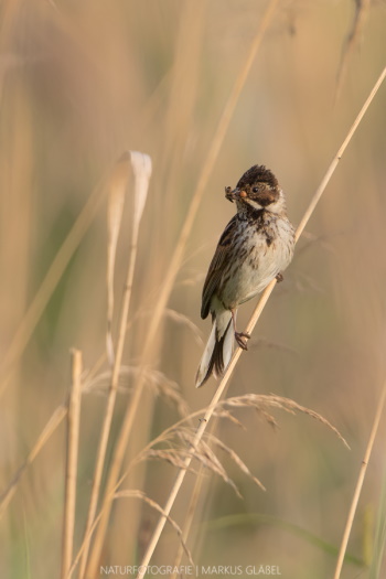 Weibliche Rohrammer war erfolgreich auf Nahrungssuche (Bild: Markus Glässel)