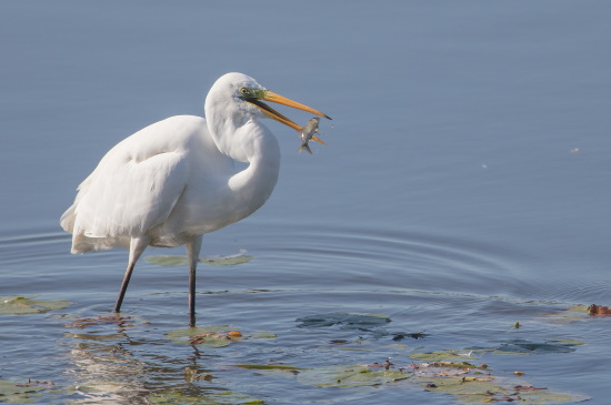 Ein Silberreiher hat Beute gemacht - seine Hauptnahrung besteht aus Fisch (Bild: Gunther Zieger)