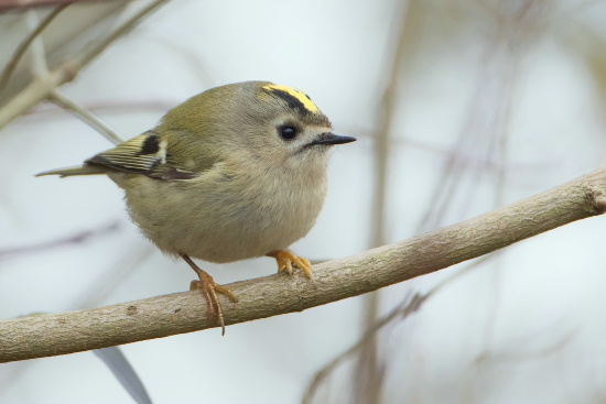 Das federleichte Wintergoldhähnchen gehört zu den kleinsten Vogelarten Europas (Bild: Markus Glässel)