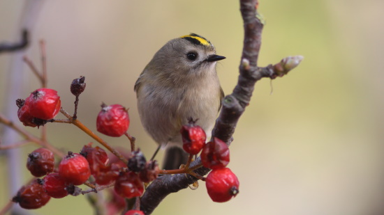 Wie sich die Klimaerwärmung und der Waldumbau auf die Wintergoldhähnchen auswirkt, bleibt abzuwarten (Bild: Stefen Wehr)