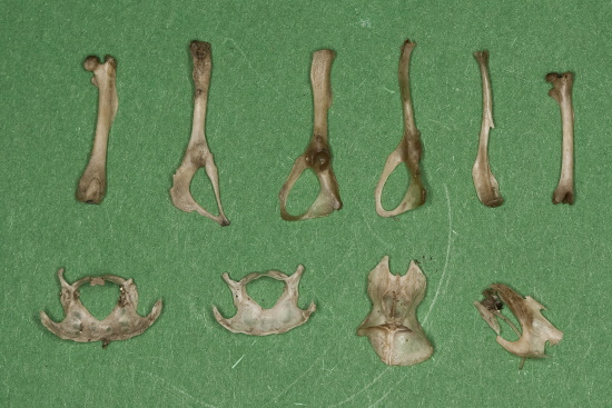 Knochen von Mäusen aus Gewöllen von Schleiereulen (Bild: Frank Hecker)