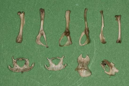 Knochen von Mäusen aus Gewöllen von Schleiereulen (Bild: Frank Hecker) Knochen von Mäusen aus Gewöllen von Schleiereulen (Bild: Frank Hecker)