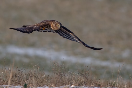 Im niedrigen, gaukelnden Suchflug wird nach Beute Ausschau gehalten (Bild: Gunther Zieger)