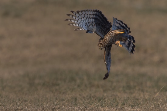 Kornweihen-Weibchen bei der Suche nach Beutetieren (Bild: Gunther Zieger)