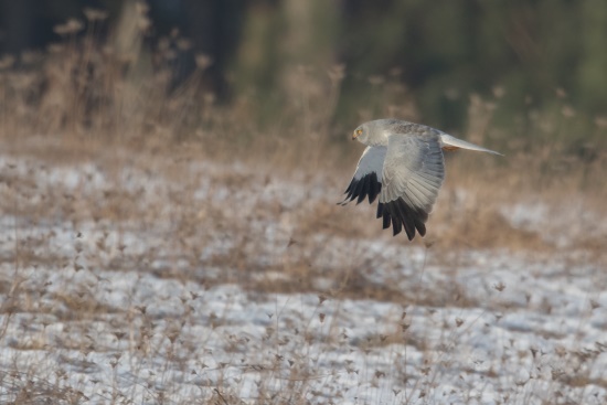 Im Unterschied zur Kornweihe hat die weißliche Unterseite der Wiesenweihen-Männchen rostbraune Längsflecken (Bild: Gunther Zieger)