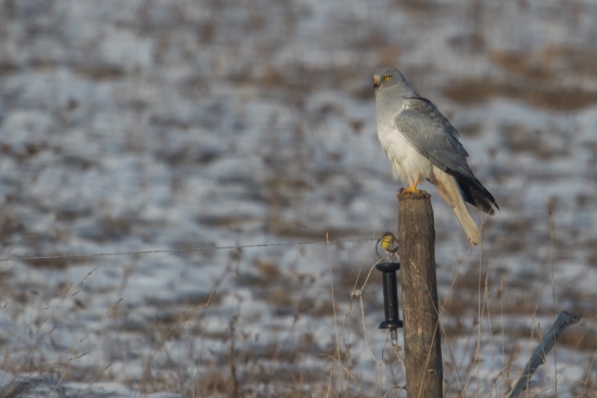 Ein imposanter Anblick, wenn ich im Winter diese Greifvogelart beobachten kann (Bild: Gunther Zieger)