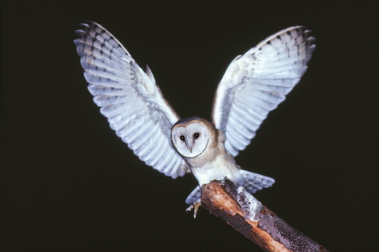 Die Schleiereule ist ein leiser und geschickter, nächtlicher Jäger (Bild: Raimund Linke)