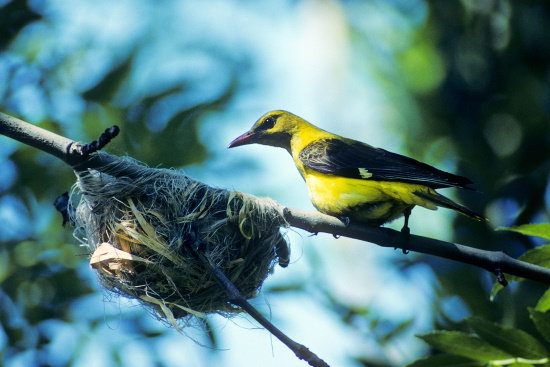 Der Pirol, er braucht die alten Laubwälder zum überleben (Bild: Raimund Linke) Der Pirol, er braucht die alten Laubwälder zum überleben (Bild: Raimund Linke)