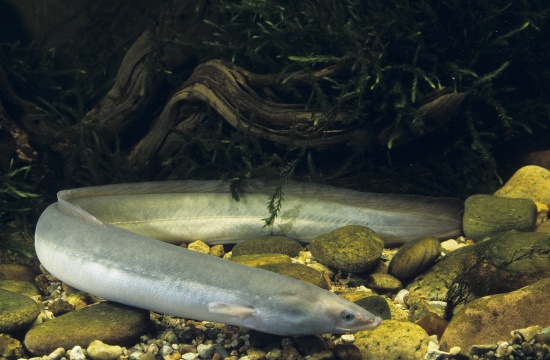 Der Aal hat dem Menschen schon immer Rätsel aufgegeben (Bild: Naturfoto - Frank Hecker)