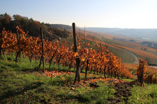 Die Trauben sind längst eingebracht - herbstliche Impression in den Weinbergen (Bild: Björn Neckermann)