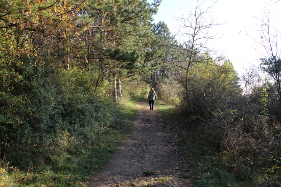 Sonnenbeschienene Stellen entlang des Hangwaldes, hier steht auch der Baum des Jahres 2007 (Bild: Björn Neckermann) Sonnenbeschienene Stellen entlang des Hangwaldes, hier steht auch der Baum des Jahres 2007 (Bild: Björn Neckermann)