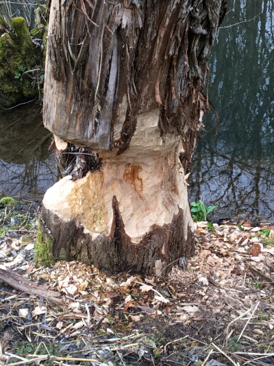 Ein alte Kopfweide wurde angenagt (Bild: Björn Neckermann)