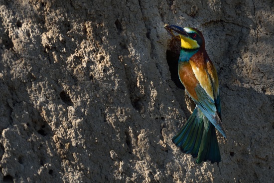 Mit seinem langen schmalen Schnabel fängt der Bienenfresser seine Beute (Bild: Michael Schiller)