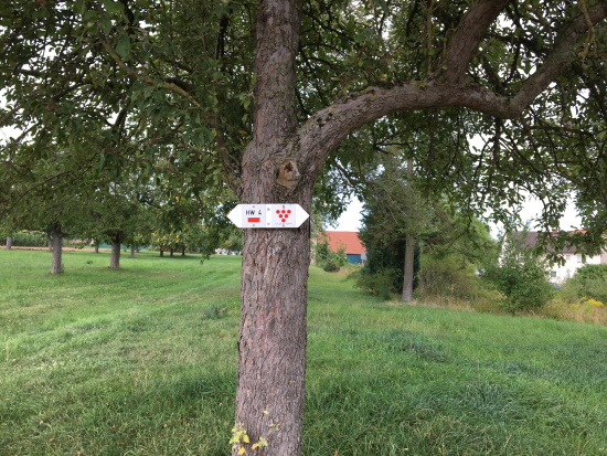 Entlang von alten Obstbaumreihen führt der HW4 weiter (Bild: © Björn Neckermann) Entlang von alten Obstbaumreihen führt der HW4 weiter (Bild: © Björn Neckermann)