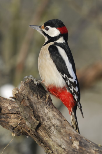 Ein noch recht häufiger Gast dieser Wälder, der Buntspecht (Bild: Raimund Linke)