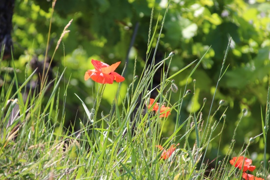 Mohn- und andere -blumen wachsen entlang der Wegränder (Bild: Björn Neckermann)