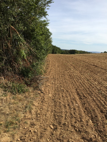 Ohne Worte - ein alter Feldweg wurde auch noch hinzugeackert (Bild: Björn Neckermann) Ohne Worte - ein alter Feldweg wurde auch noch hinzugeackert (Bild: Björn Neckermann)