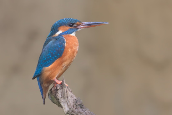 Hier ist ein weiblicher Eisvogel abgebildet - der rote untere Schnabelansatz verrät es einem (Bild: Gunther Zieger) Hier ist ein weiblicher Eisvogel abgebildet - der rote untere Schnabelansatz verrät es einem (Bild: Gunther Zieger)