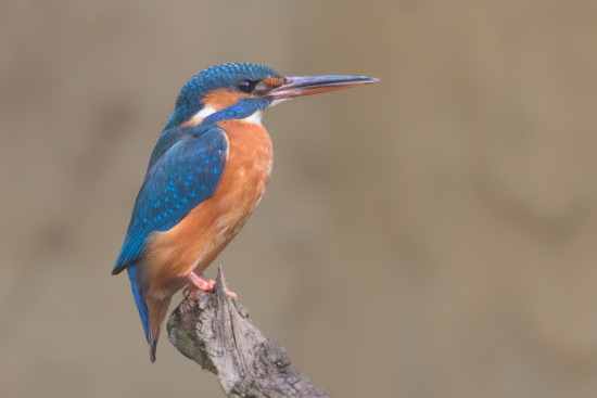 Hier ist ein weiblicher Eisvogel abgebildet - der rote untere Schnabelansatz verrät es einem (Bild: Gunther Zieger)