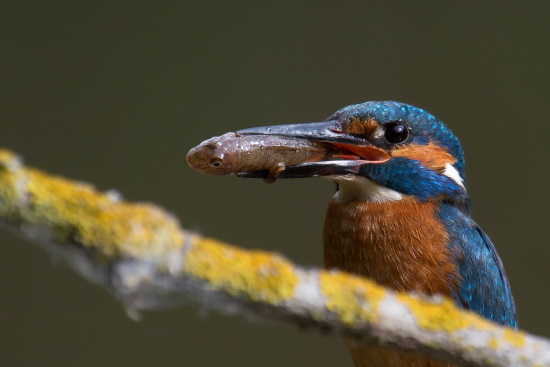 Fische die für sich selbst bestimmt sind, werden mit dem Kopf voran verschlungen (Bild: Gunther Zieger)