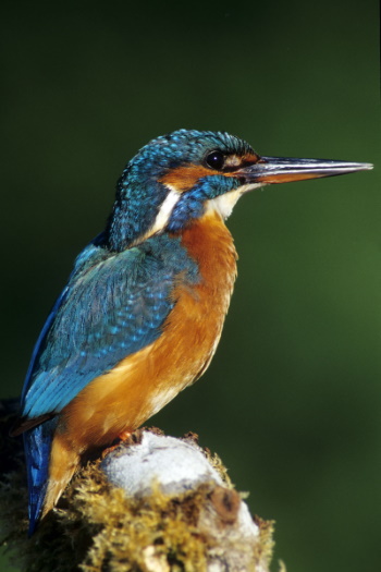 Der Eisvogel für viele Menschen wohl der schönste Vogel - aber er ist sehr scheu um ihn zu sehen muss man auch etwas Glück haben (Bild: Raimund Linke)