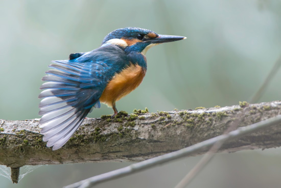 In strengen Wintern - wenn auch dann noch die Gewässer zufrieren - können bis 90 Prozent des Gesamtbestandes sterben (Bild: Gunther Zieger) In strengen Wintern - wenn auch dann noch die Gewässer zufrieren - können bis 90 Prozent des Gesamtbestandes sterben (Bild: Gunther Zieger)