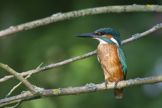 Eisvogel-Männchen auf einem Ansitzast - je klarer das Wasser desto besser kann er die Beute lokalisieren (Bild: Gunther Zieger)