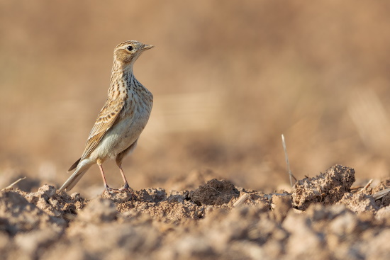 Feldlerchen ernähren sich von Insekten, Samen und grünen Pflanzenteilchen (Bild: Gunther Zieger)