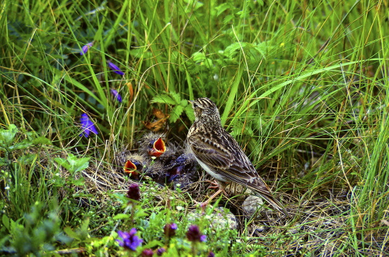 Adulte Feldlerche mit ihrem versteckten Nest - ihre Brutmöglichkeiten werden immer mehr eingeschränkt (Bild: Frank Hecker)