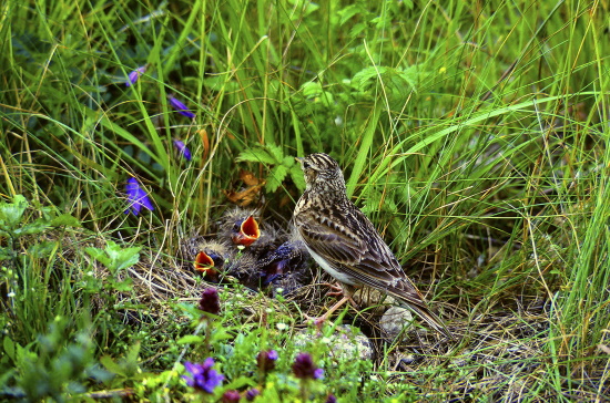 Adulte Feldlerche mit ihrem versteckten Nest - ihre Brutmöglichkeiten werden immer mehr eingeschränkt (Bild: Frank Hecker) Adulte Feldlerche mit ihrem versteckten Nest - ihre Brutmöglichkeiten werden immer mehr eingeschränkt (Bild: Frank Hecker)