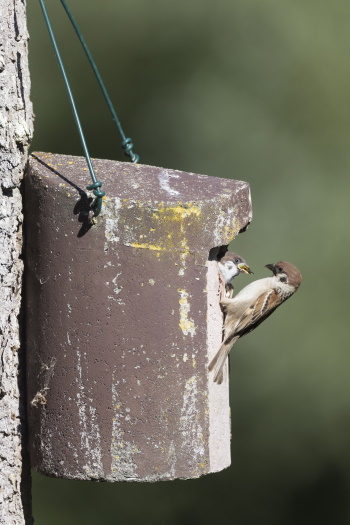 Der Feldsperling brütet oft in Baumhöhlen an Waldrändern - nimmt aber auch gerne Nistkästen an (Bild: Frank Hecker) Der Feldsperling brütet oft in Baumhöhlen an Waldrändern - nimmt aber auch gerne Nistkästen an (Bild: Frank Hecker)