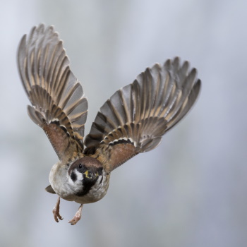 Der Feldsperling ist eher ein Vogel der Stadt- und Dorfränder (Bild: Frank Hecker) Der Feldsperling ist eher ein Vogel der Stadt- und Dorfränder (Bild: Frank Hecker)