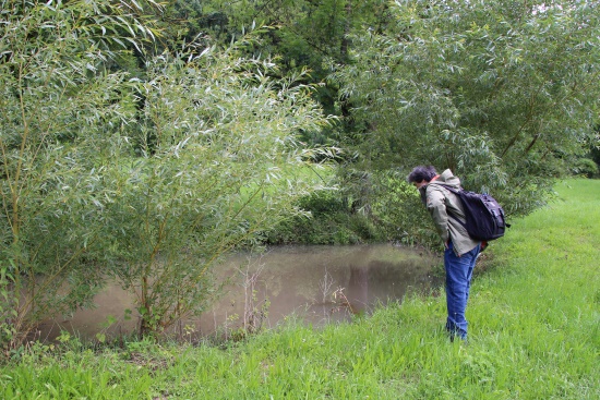 Feuchtstellen - Tümpel - überlebenswichtig für viele Amphibien- und Insektenarten (Bild: Björn Neckermann)