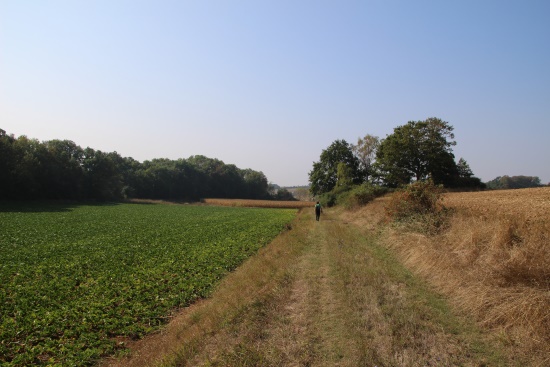 Auf unbefestigtem Wiesenweg geradeaus weiter (Bild: © Björn Neckermann)