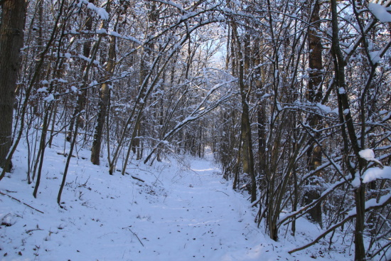 Winter-Wunder-Welt - ich bin gerne in diesem Abschnitt unterwegs (Bild: Björn Neckermann)