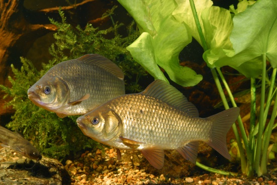Über 20 Fischarten beherbergt die Gollach eine davon ist die Karausche (Bild: Frank Hecker) Über 20 Fischarten beherbergt die Gollach eine davon ist die Karausche (Bild: Frank Hecker)