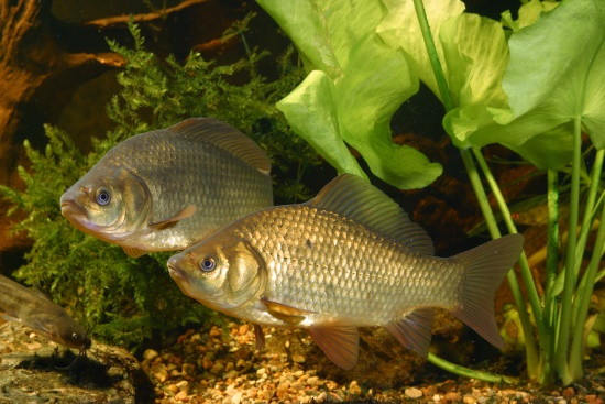 Über 20 Fischarten beherbergt die Gollach eine davon ist die Karausche (Bild: Frank Hecker)