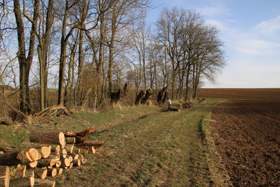 Gerettete Kopfweiden - für die eine oder andere wohl im letzten Moment (Bild: Björn Neckermann) Gerettete Kopfweiden - für die eine oder andere wohl im letzten Moment (Bild: Björn Neckermann)