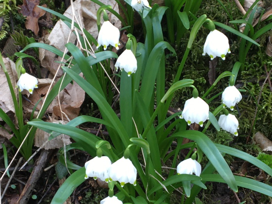 Der Märzenbecher oder Frühlings-Knotenblume wird auch Märzglöckchen genannt (Bild: Björn Neckermann)