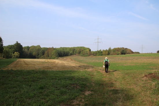 Wiese, Gehölzrand, vielstimmiger Gesang im Frühjahr - entlang der Gollach (Bild: © Björn Neckermann)