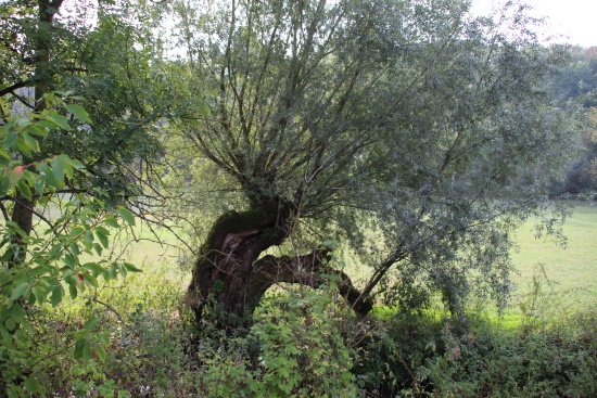 Die Kopfweide - einst vielverwertetes Weidengehölz (Bild: © Björn Neckermann) Die Kopfweide - einst vielverwertetes Weidengehölz (Bild: © Björn Neckermann)