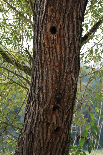 Spechtbäume - Lebensraum für viele Tierarten (Bild: © Björn Neckermann) Spechtbäume - Lebensraum für viele Tierarten (Bild: © Björn Neckermann)