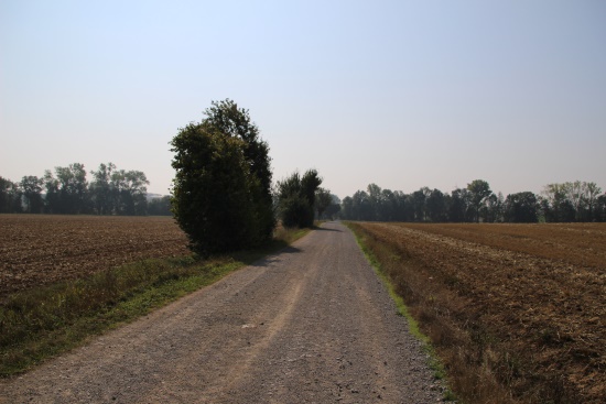 Auf geschottertem Weg weiter - danach rechts auf Wiesenweg (Bild: © Björn Neckermann) height= Auf geschottertem Weg weiter - danach rechts auf Wiesenweg (Bild: © Björn Neckermann)