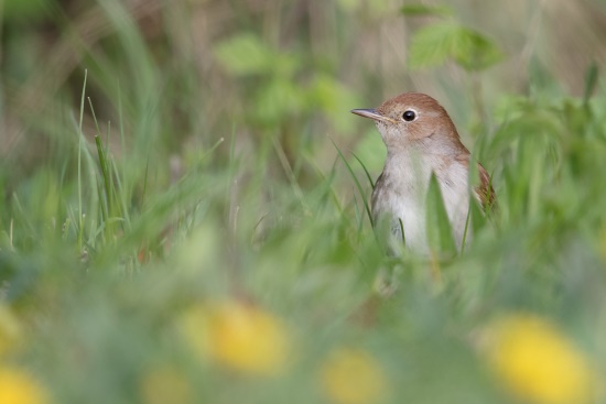 Zumeist sucht die Nachtigall am Boden nach Insekten und deren Larven und Würmern (Bild: Gunther Zieger)