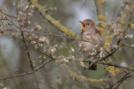 Im Laufe des Aprils kommt die Nachtigall aus ihren westafrikanischen Winterquartieren in ihr Brutgebiet zurück (Bild: Gunther Zieger)