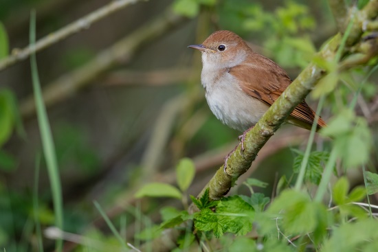 Vom Aussehen her ein eher unscheinbarer Vogel, aber mit einer großen Stimme ausgestattet (Bild: Gunther Zieger)