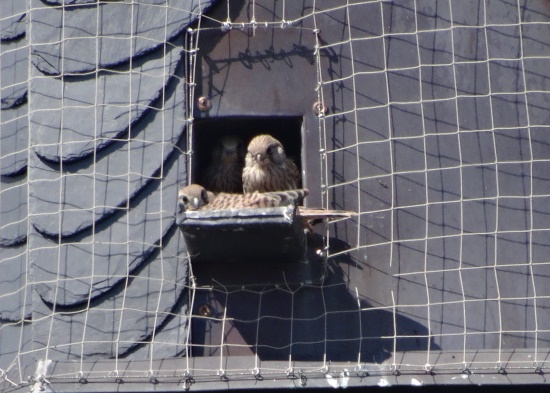 Nistkästen werden gut angenommen und diese bedeuten für die Jungvögel auch eine größere Sicherheit (Bild: Klaus Hemprich) Nistkästen werden gut angenommen und diese bedeuten für die Jungvögel auch eine größere Sicherheit (Bild: Klaus Hemprich)